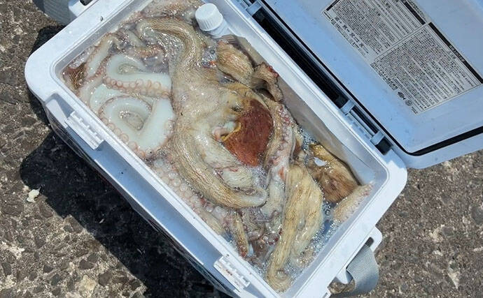 大阪湾奥でタコ釣りが好調継続中！ 沖堤防で400g級のマダコが28匹と爆釣