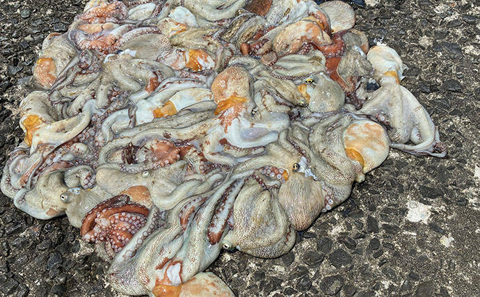 大阪湾奥でタコ釣りが好調継続中！ 沖堤防で400g級のマダコが28匹と爆釣