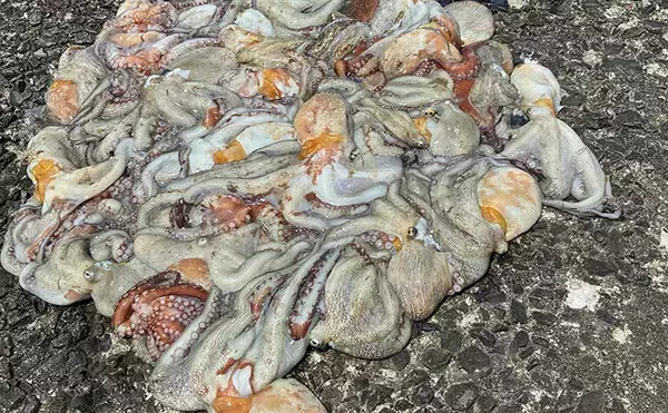 「大阪湾奥でタコ釣りが好調継続中！ 沖堤防で400g級のマダコが28匹と爆釣」の画像