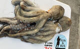 「大阪湾奥でタコ釣りが好調継続中！ 沖堤防で400g級のマダコが28匹と爆釣」の画像6