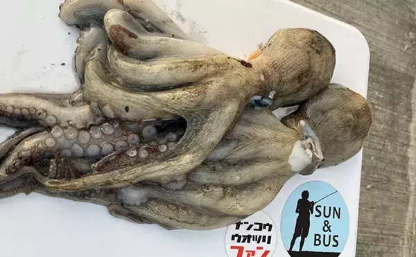 「大阪湾奥でタコ釣りが好調継続中！ 沖堤防で400g級のマダコが28匹と爆釣」の画像