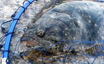 堤防でサビキ釣りと一緒に楽しむ『ノマセ釣り』解説　【タックル・道具・仕掛け】