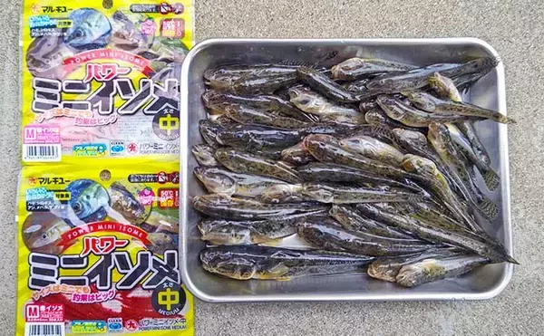 陸っぱりハゼ釣りで42尾キャッチ【千葉・浦安】ミャク釣りで挑戦