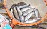 「八溝川でのヤマメ釣りで20cm級本命20尾【茨城】強めの瀬の脇が狙い目」の画像1