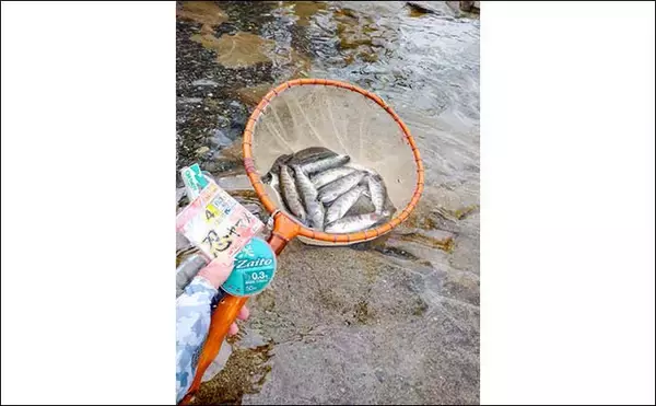 「八溝川でのヤマメ釣りで20cm級本命20尾【茨城】強めの瀬の脇が狙い目」の画像