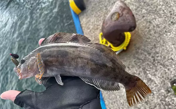 「噴火湾ロックフィッシュゲームで40cm筆頭にアイナメ3尾キャッチ成功【北海道】」の画像