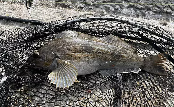 「噴火湾ロックフィッシュゲームで40cm筆頭にアイナメ3尾キャッチ成功【北海道】」の画像