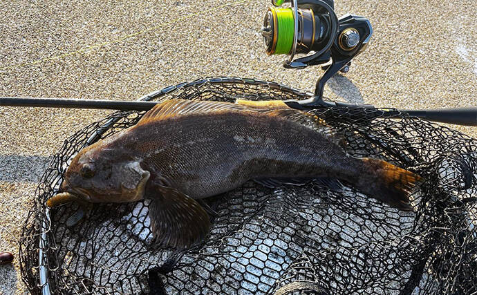 噴火湾ロックフィッシュゲームで40cm筆頭にアイナメ3尾キャッチ成功【北海道】