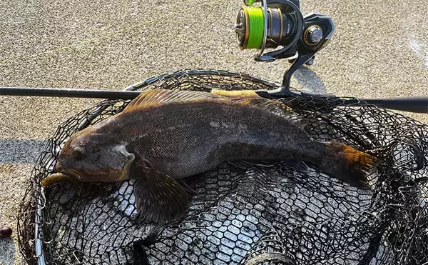 「噴火湾ロックフィッシュゲームで40cm筆頭にアイナメ3尾キャッチ成功【北海道】」の画像