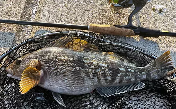 「噴火湾ロックフィッシュゲームで40cm筆頭にアイナメ3尾キャッチ成功【北海道】」の画像