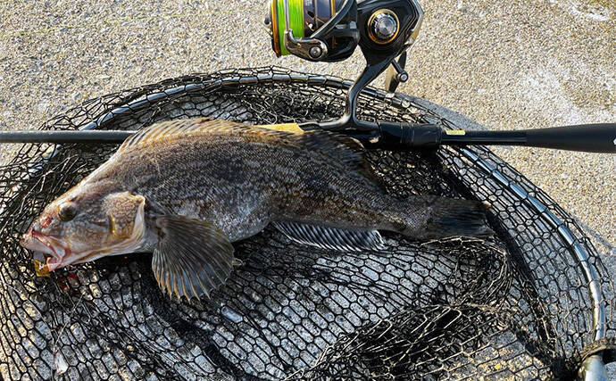 噴火湾ロックフィッシュゲームで40cm筆頭にアイナメ3尾キャッチ成功【北海道】