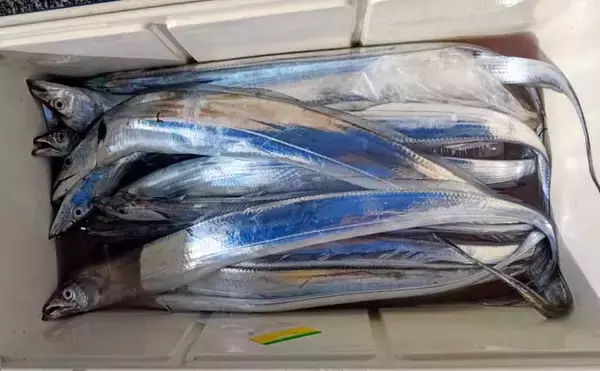 「「ドラゴン級も登場！」走水沖のテンビンタチウオ釣りで船中トップ52尾【神奈川】」の画像