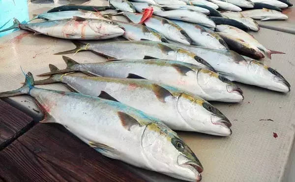 【沖釣り釣果速報】鷹島沖の落とし込み釣りでヒラマサ7.5kg浮上！青物は船中50尾の爆釣（長崎・佐賀）