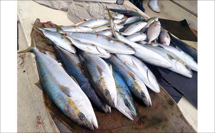 【沖釣り釣果速報】鷹島沖の落とし込み釣りでヒラマサ7.5kg浮上！青物は船中50尾の爆釣（長崎・佐賀）