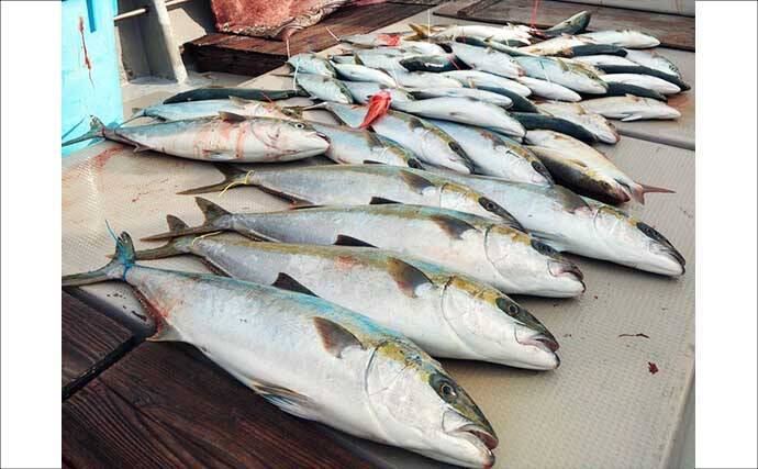 【沖釣り釣果速報】鷹島沖の落とし込み釣りでヒラマサ7.5kg浮上！青物は船中50尾の爆釣（長崎・佐賀）