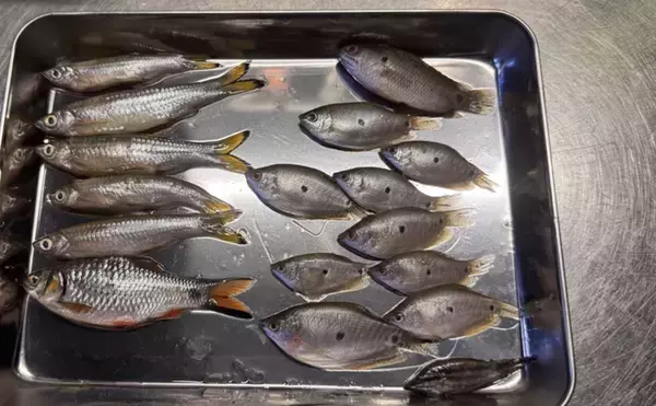 「日本で人気の観賞用熱帯魚も国が変われば貴重な食材だった？」の画像
