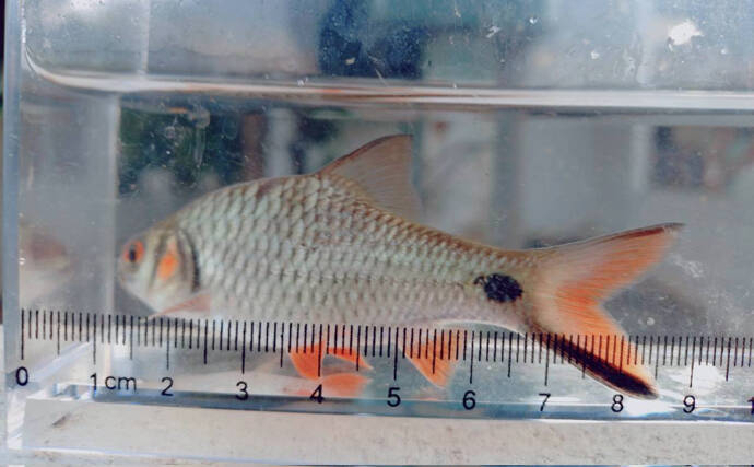 日本で人気の観賞用熱帯魚も国が変われば貴重な食材だった？