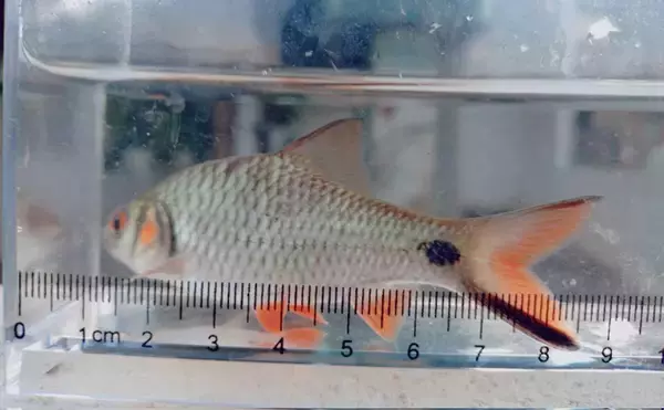 「日本で人気の観賞用熱帯魚も国が変われば貴重な食材だった？」の画像