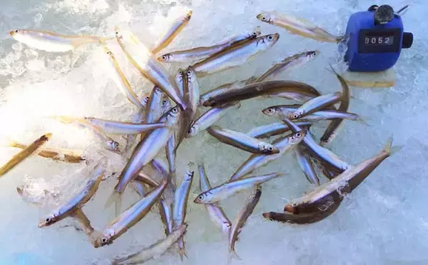 赤城大沼の氷上ワカサギ釣りが解禁　開幕直後の釣行で51尾キャッチ