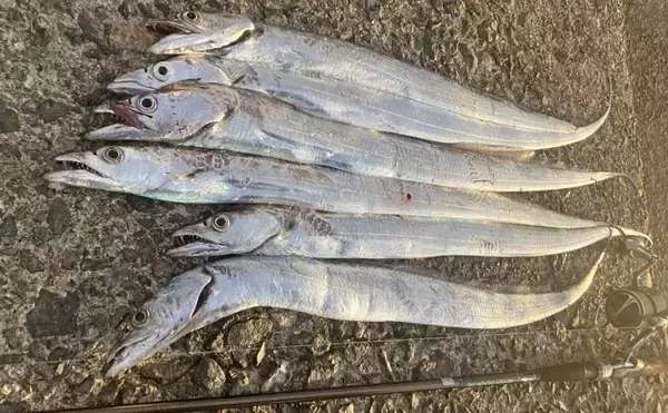 志賀島の陸っぱりワインドゲームでタチウオ連発の6尾達成【福岡】朝マズメの短い時合いに炸裂