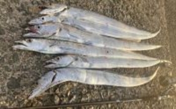 志賀島の陸っぱりワインドゲームでタチウオ連発の6尾達成【福岡】朝マズメの短い時合いに炸裂