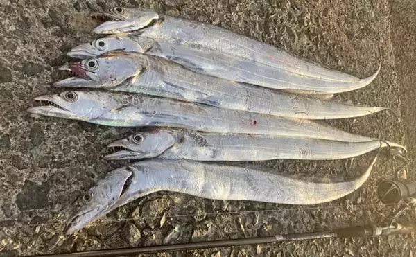 「志賀島の陸っぱりワインドゲームでタチウオ連発の6尾達成【福岡】朝マズメの短い時合いに炸裂」の画像