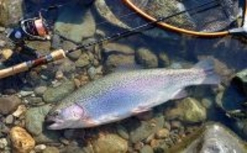 天竜川ルアーフライテンカラ専用区のルアー釣りで57cm超え含む大型ニジマス連発！【静岡】