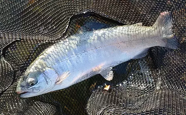 「天竜川ルアーフライテンカラ専用区のルアー釣りで57cm超え含む大型ニジマス連発！【静岡】」の画像