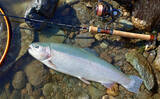 「天竜川ルアーフライテンカラ専用区のルアー釣りで57cm超え含む大型ニジマス連発！【静岡】」の画像5