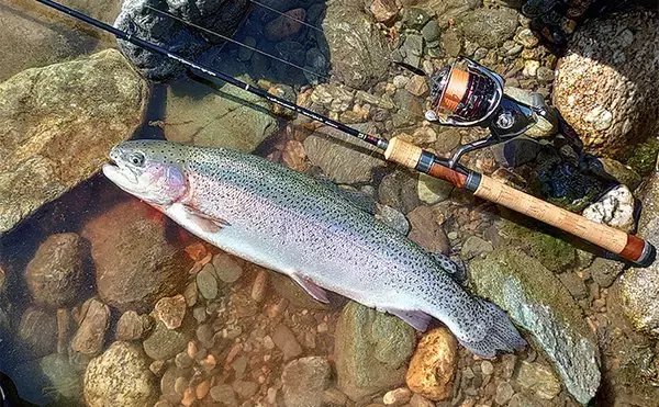 「天竜川ルアーフライテンカラ専用区のルアー釣りで57cm超え含む大型ニジマス連発！【静岡】」の画像