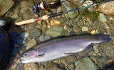 「天竜川ルアーフライテンカラ専用区のルアー釣りで57cm超え含む大型ニジマス連発！【静岡】」の画像7