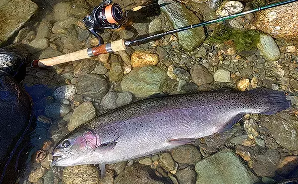 「天竜川ルアーフライテンカラ専用区のルアー釣りで57cm超え含む大型ニジマス連発！【静岡】」の画像