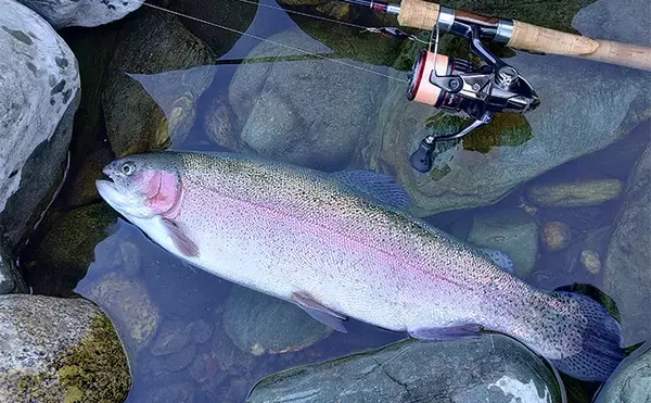 「天竜川ルアーフライテンカラ専用区のルアー釣りで57cm超え含む大型ニジマス連発！【静岡】」の画像