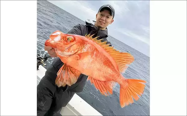 「【沖釣り釣果速報】玄界灘の沖五目釣りで良型アオナヒット　根魚・高級魚そろって好土産（福岡）」の画像