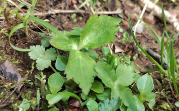 「その雑草、実は食べられるかも？」 渓流釣りと相性が良い野草採りのススメ