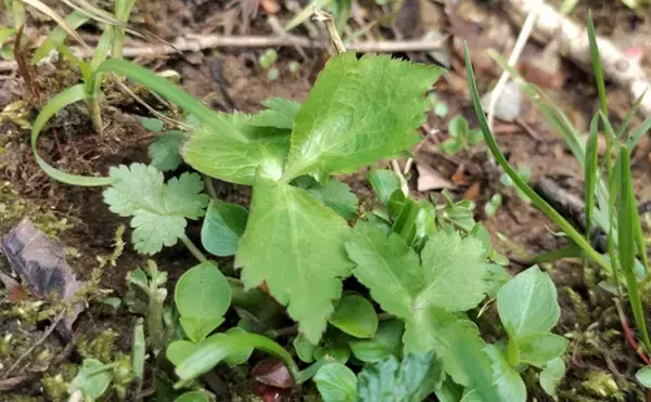 「その雑草、実は食べられるかも？」 渓流釣りと相性が良い野草採りのススメ