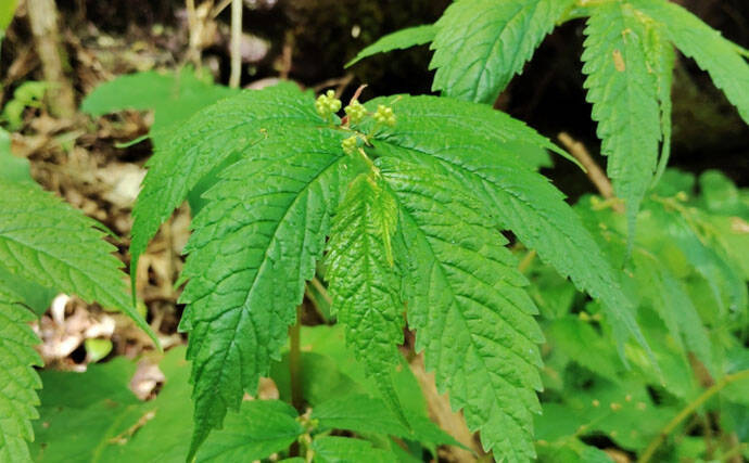 「その雑草、実は食べられるかも？」 渓流釣りと相性が良い野草採りのススメ
