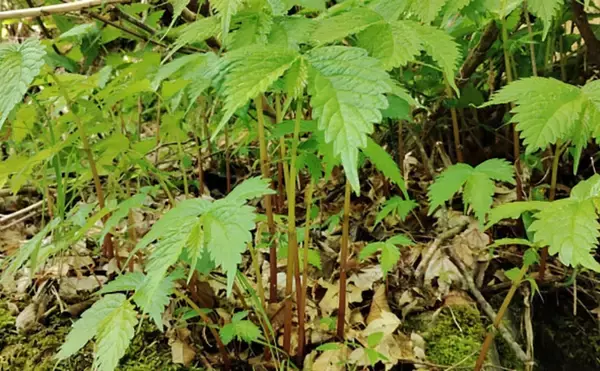 「「その雑草、実は食べられるかも？」 渓流釣りと相性が良い野草採りのススメ」の画像