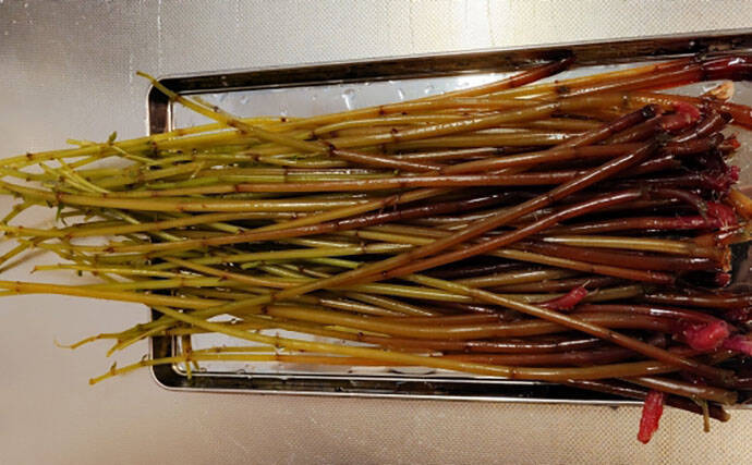 「その雑草、実は食べられるかも？」 渓流釣りと相性が良い野草採りのススメ