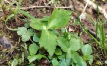 「その雑草、実は食べられるかも？」 渓流釣りと相性が良い野草採りのススメ