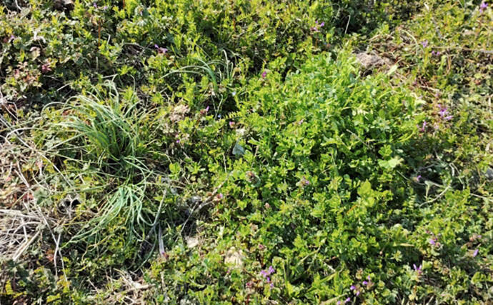 「その雑草、実は食べられるかも？」 渓流釣りと相性が良い野草採りのススメ