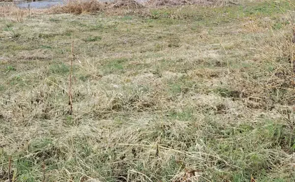 「「その雑草、実は食べられるかも？」 渓流釣りと相性が良い野草採りのススメ」の画像