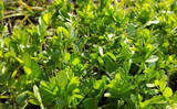「「その雑草、実は食べられるかも？」 渓流釣りと相性が良い野草採りのススメ」の画像4