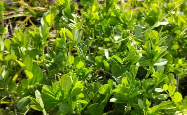 「「その雑草、実は食べられるかも？」 渓流釣りと相性が良い野草採りのススメ」の画像