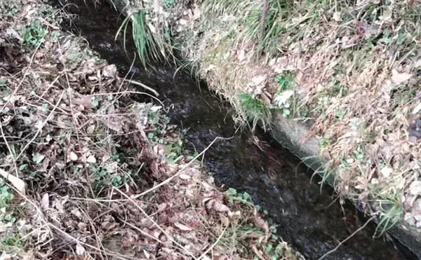 「「その雑草、実は食べられるかも？」 渓流釣りと相性が良い野草採りのススメ」の画像