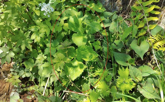 「その雑草、実は食べられるかも？」 渓流釣りと相性が良い野草採りのススメ