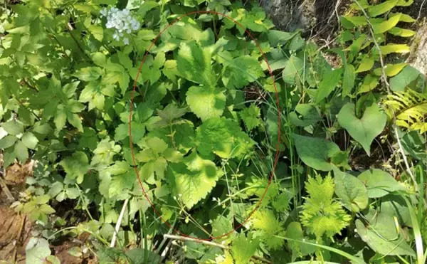 「「その雑草、実は食べられるかも？」 渓流釣りと相性が良い野草採りのススメ」の画像