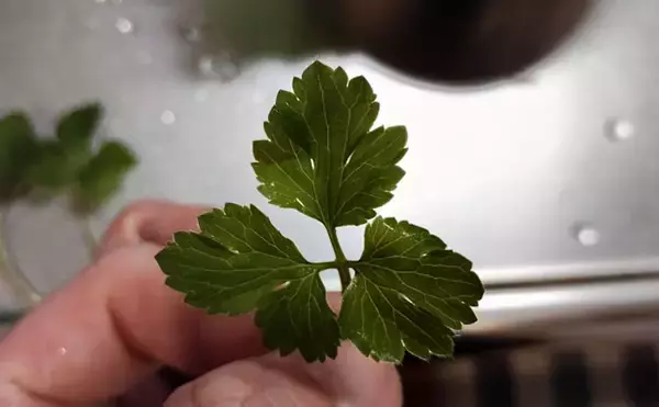 「「その雑草、実は食べられるかも？」 渓流釣りと相性が良い野草採りのススメ」の画像