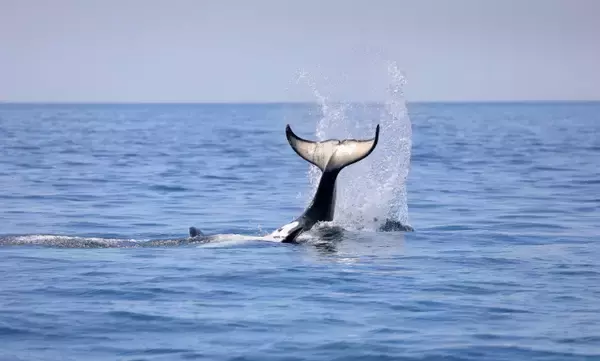 水族館では大人気だけど漁業では厄介な「海獣」たち 【イルカ・シャチ・トド】