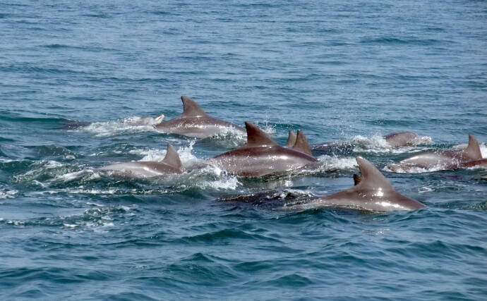 水族館では大人気だけど漁業では厄介な「海獣」たち 【イルカ・シャチ・トド】